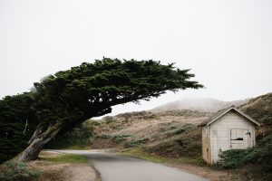 Monterey Cypress and shed sitting alongside a winding road in Point Reyes, California